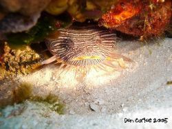 This' the specie of Toadfish endemic from the island of C... by Carlos Valenzuela 